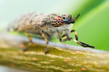 Close-up of a rainbow horsefly with big colorful compound eyes