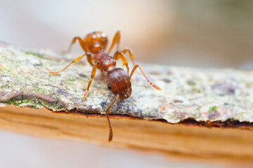 Close-up of a small red ant (Myrmica)