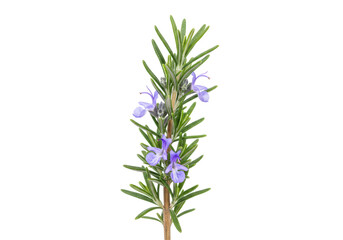 Isolated sprig of flowering rosemary, with slender green leaves and vibrant blue flowers