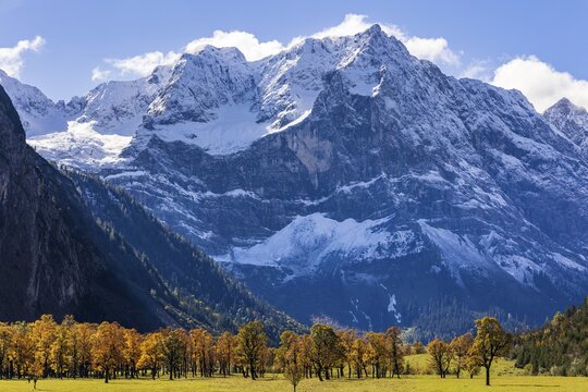 Maple trees in front of snow-covered mountains, autumn colours, sunny, Engalm, Gro&szlig;er Ahornboden, Karwendel Mountains, Tyrol, Austria