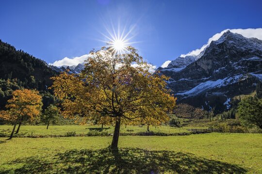 Maple tree in front of snow-covered mountains, sunbeams, backlight, autumn colours, sunny, Engalm, Gro&szlig;er Ahornboden, Karwendel Mountains, Tyrol, Austria