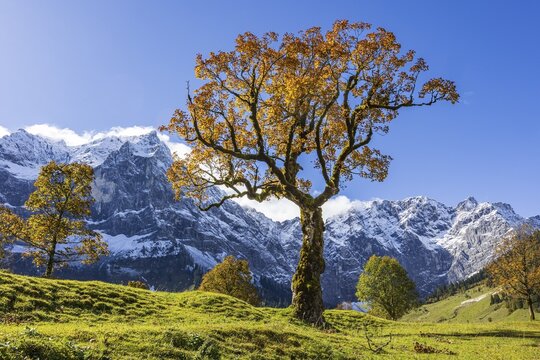 Maple tree in front of snow-covered mountains, autumn colours, sunny, Engalm, Gro&szlig;er Ahornboden, Karwendel Mountains, Tyrol, Austria