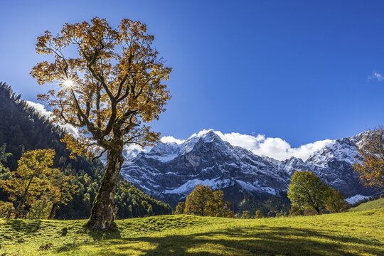 Maple tree in front of snow-covered mountains, sunbeams, backlight, autumn colours, sunny, Engalm, Gro&szlig;er Ahornboden, Karwendel Mountains, Tyrol, Austria