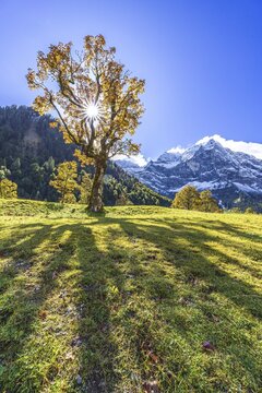 Maple tree in front of snow-covered mountains, sunbeams, backlight, autumn colours, sunny, Engalm, Gro&szlig;er Ahornboden, Karwendel Mountains, Tyrol, Austria