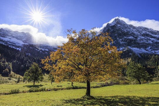 Maple tree in front of snow-covered mountains, sunbeams, backlight, autumn colours, sunny, Engalm, Gro&szlig;er Ahornboden, Karwendel Mountains, Tyrol, Austria