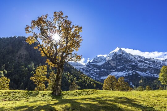 Maple tree in front of snow-covered mountains, sunbeams, backlight, autumn colours, sunny, Engalm, Gro&szlig;er Ahornboden, Karwendel Mountains, Tyrol, Austria