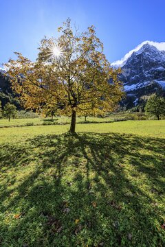 Maple tree in front of snow-covered mountains, sunbeams, backlight, autumn colours, sunny, Engalm, Gro&szlig;er Ahornboden, Karwendel Mountains, Tyrol, Austria