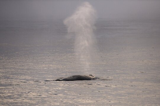 Blas, humpback whale (Megaptera novaeangliae), Barents Sea, Northeast Iceland, Svalbard and Jan Mayen archipelago, Norway