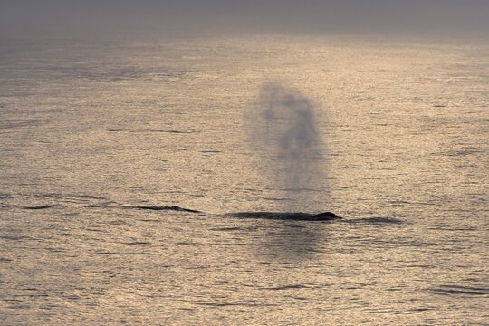 Blas, humpback whale (Megaptera novaeangliae), Barents Sea, Northeast Iceland, Svalbard and Jan Mayen archipelago, Norway