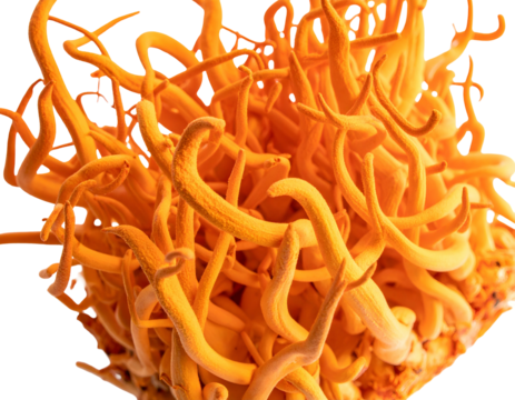 Close-up of bright orange, twisted fungal growth, detailed with rough texture