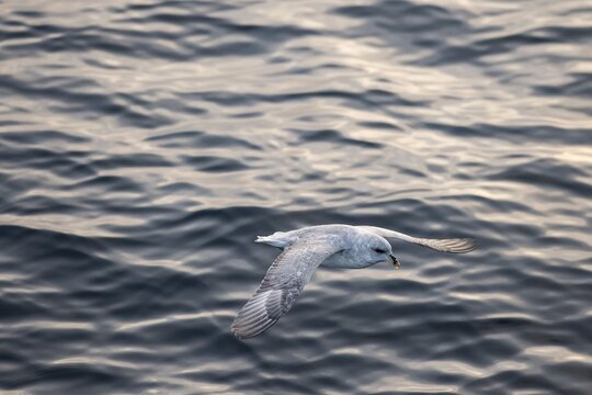 Northern fulmar (Fulmaris glacialis) in flight over the sea surface, Barents Sea, Northeast Iceland, Svalbard and Jan Mayen archipelago, Norway