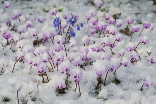 Cyclamen (Cyclamen coum) and Siberian squill (Scilla siberica) in the snow, Emsland, Lower Saxony, Germany