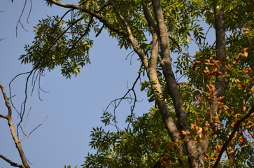 tree branches against blue sky
