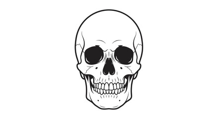 Fototapeta premium Detailed anatomical human skull drawing vector illustration for halloween or medical reference material on transparent background