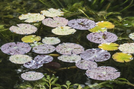 Water lily leaves (Nymphaea) in autumn leaves with raindrops, Emsland, Lower Saxony, Germany