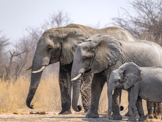 African elephant (Loxodonta africana), three elephants with young, standing in a row according to size, funny, Nxai Pan National Park, Botswana Botswana
