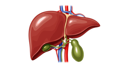 Diagram of human liver anatomy including gallbladder and bile ducts for medical education and health resources on transparent background