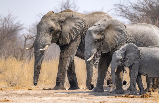 African elephant (Loxodonta africana), three elephants with young, standing in a row according to size, funny, Nxai Pan National Park, Botswana Botswana