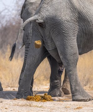 African elephant (Loxodonta africana), adult male, from behind, pooping and peeing, animal faeces, Nxai Pan National Park, Botswana Botswana