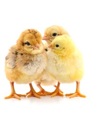 Obraz premium Three fluffy newborn chicks huddled together on a white backdrop