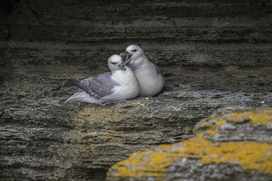 Fulmars, social behaviour, Fulmarus glacialis, Westray, Orkney Islands, Scotland, Great Britain