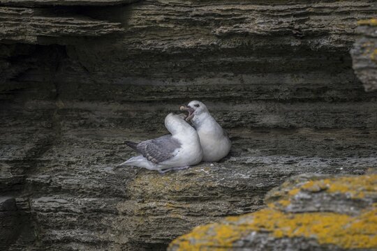 Fulmars, social behaviour, Fulmarus glacialis, Westray, Orkney Islands, Scotland, Great Britain