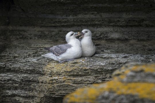 Fulmars, social behaviour, Fulmarus glacialis, Westray, Orkney Islands, Scotland, Great Britain