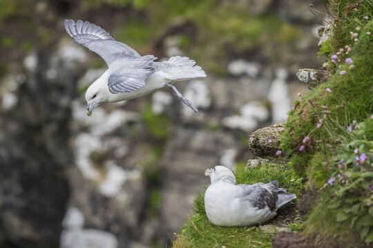 Northern fulmar in flight, Fulmarus glacialis, Westray, Orkney Islands, Scotland, Great Britain
