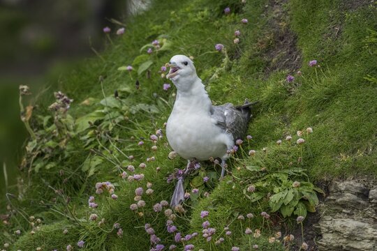 Northern fulmar, Fulmarus glacialis, Westray, Orkney Islands, Scotland, Great Britain