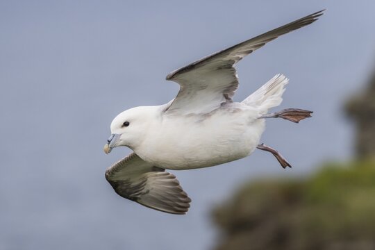 Northern fulmar in flight, Fulmarus glacialis, Westray, Orkney Islands, Scotland, Great Britain