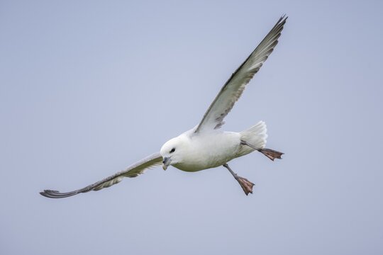 Northern fulmar in flight, Fulmarus glacialis, Westray, Orkney Islands, Scotland, Great Britain