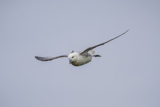 Northern fulmar in flight, Fulmarus glacialis, Westray, Orkney Islands, Scotland, Great Britain