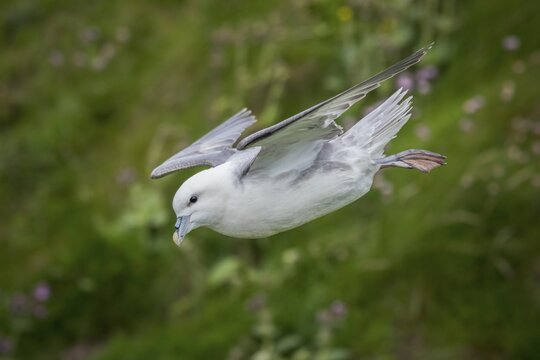 Northern fulmar in flight, Fulmarus glacialis, Westray, Orkney Islands, Scotland, Great Britain