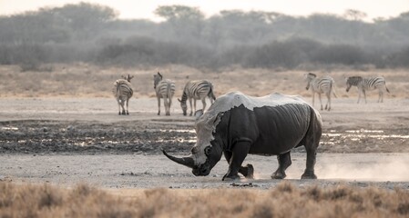 Southern white rhinoceros (Ceratotherium simum simum), rhino coming out of mud bath, stirring up dust, in the evening light, Khama Rhino Sanctuary, Serowe, Botswana