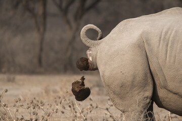 Southern white rhinoceros (Ceratotherium simum simum), cackling rhino, animal droppings, funny, Khama Rhino Sanctuary, Serowe, Botswana
