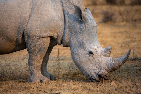 Southern white rhinoceros (Ceratotherium simum simum), rhino grazing in the evening light, animal portrait, Khama Rhino Sanctuary, Serowe, Botswana
