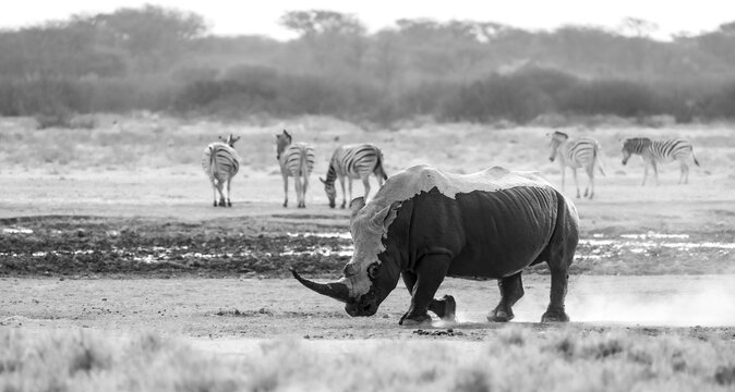 Southern white rhinoceros (Ceratotherium simum simum), rhino coming out of mud bath, stirring up dust, in evening light, black and white, Khama Rhino Sanctuary, Serowe, Botswana