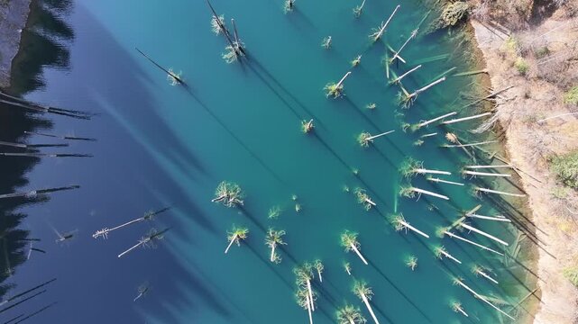 An aerial view of tree trunks in Lake Kaindy, a popular tourist destination in the Almaty region of southeastern Kazakhstan, on an autumn morning.