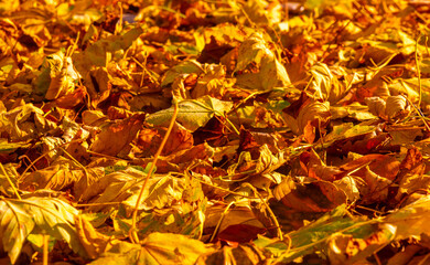 Autumn yellowed leaves on the ground.Carpet of yellowed leaves