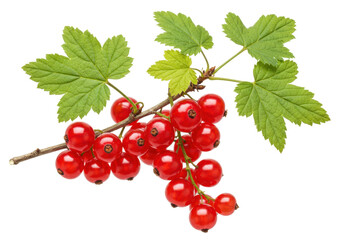 Isolated red currant bunch of fruits, leaves, fresh berries on twig, macro studio shot