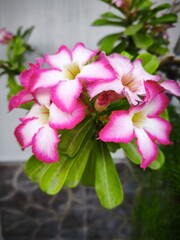 Pink and White Desert Rose (Adenium) Double Bloom