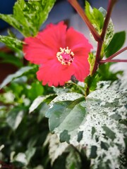 Bright Red hibiscus Flower in Sunlight