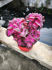 Deep Purple and Red Coleus Plant
