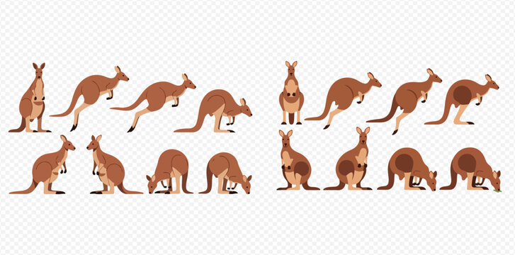 A collection of kangaroo illustrations in various poses, including standing, jumping, and grazing.