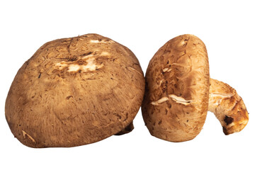 Shiitake mushrooms sliced and chopped on white background, fresh ingredient for cooking