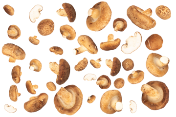 Fresh Shiitake Mushrooms Falling with Water Splash on White Background