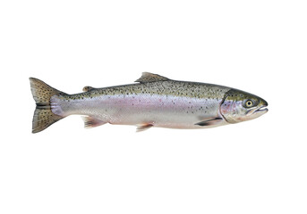Naklejka premium Isolated Rainbow Trout on plain background, popular game fish species in North America
