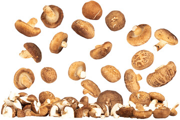 Fresh Shiitake Mushrooms Fallen and Piled on Floor Background