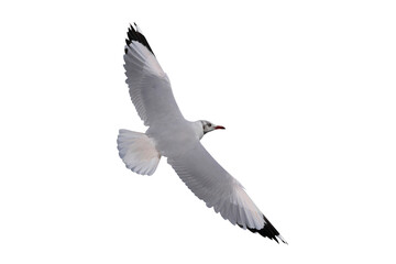 Beautiful seagull flying isolated on transparent background.	