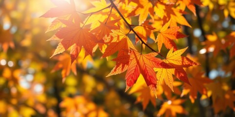 Vibrant Autumn Leaves with Stunning Light Glimpsing Through Nature's Canopy in a Colorful Forest Scene